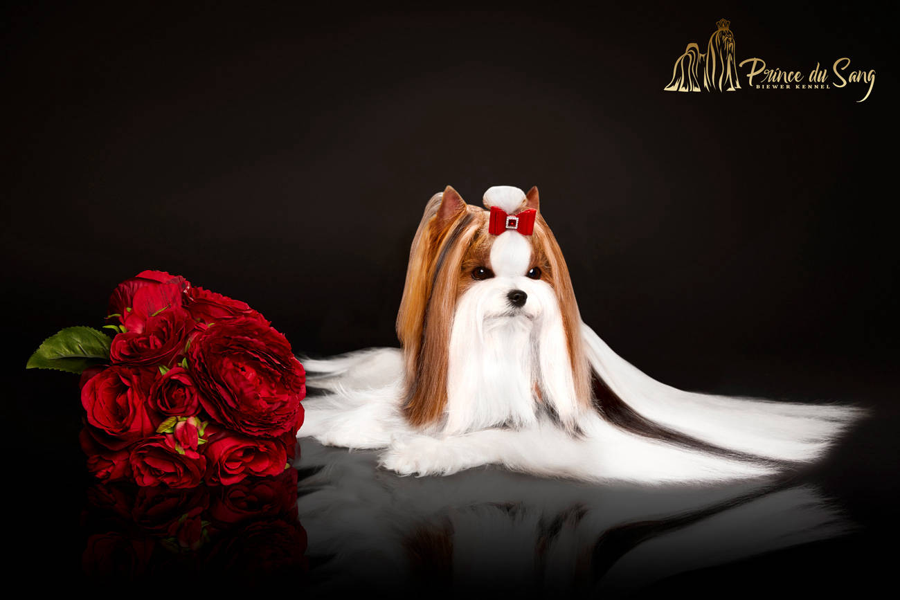Princess Danna Club Leo Binary
