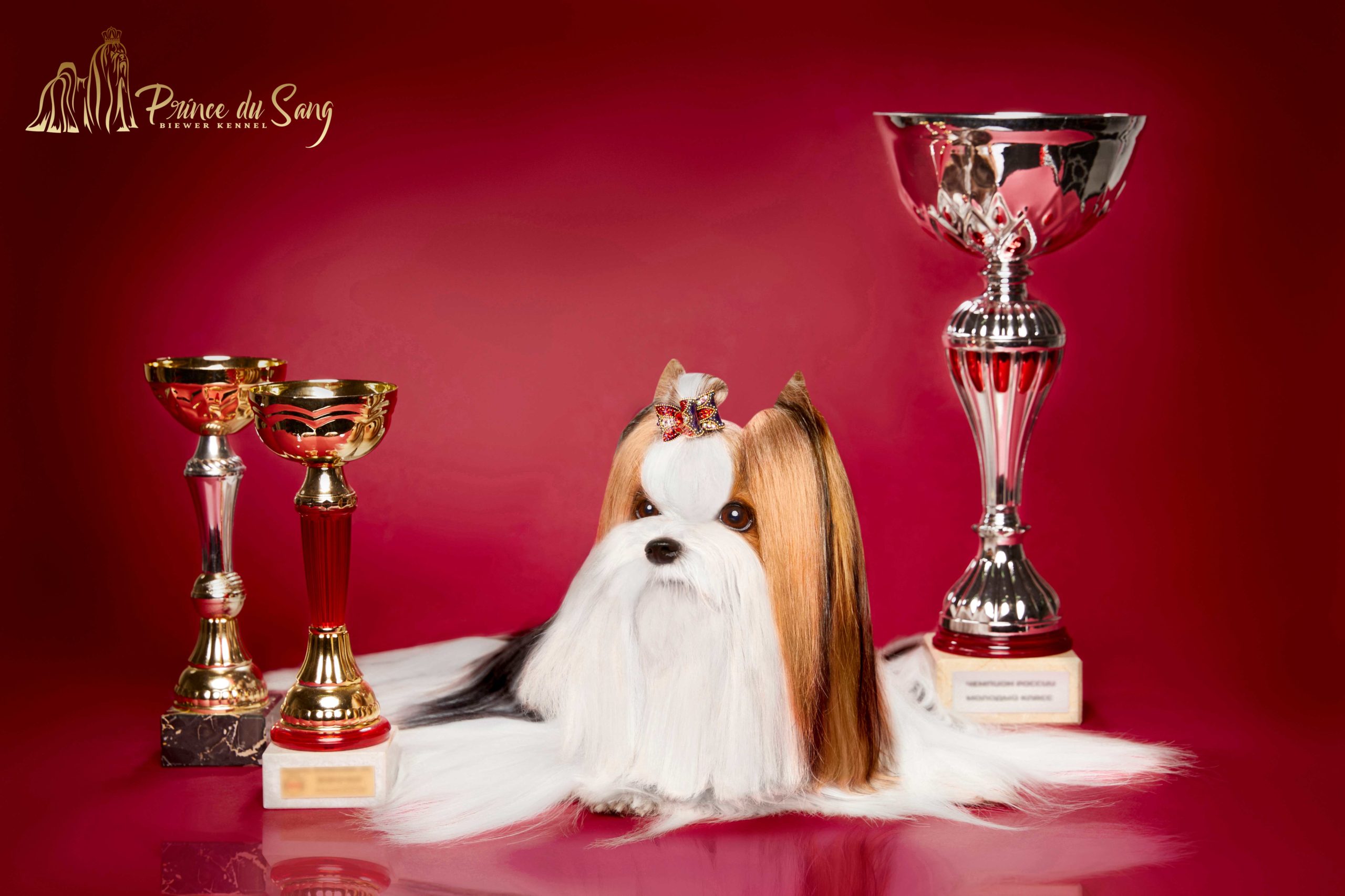 Ejemplar Biewer Terrier certificado
